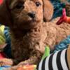 Poodle Toy Poodle puppies