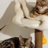 Bengal Bengal kittens for sale