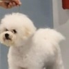 Bichon Frise Bichon Frise male puppy