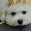Bichon Frise Bichon Frise male puppy