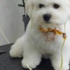 Bichon Frise Bichon Frise male puppy