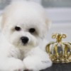 Bichon Frise Bichon Frise male puppy