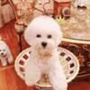 Bichon Frise Bichon Frise male puppy