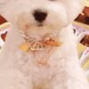 Bichon Frise Bichon Frise male puppy