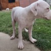 Dogo Argentino Dogo Argentino puppies