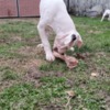 Dogo Argentino Dogo Argentino puppies