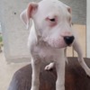 Dogo Argentino Dogo Argentino puppies