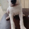 Dogo Argentino Dogo Argentino puppies