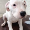 Dogo Argentino Dogo Argentino puppies