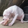 Dogo Argentino Dogo Argentino puppies