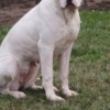 Dogo Argentino Dogo Argentino puppies