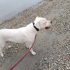 Dogo Argentino Dogo Argentino puppies