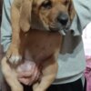Other Bandog puppies for sale