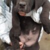 Other Bandog puppies for sale