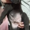 Other Bandog puppies for sale