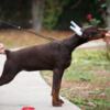 Doberman Pinscher Doberman puppies for sale