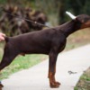 Doberman Pinscher Doberman puppies for sale