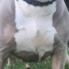 American Bulldog XL American Bully for sale