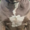 American Bulldog XL American Bully for sale