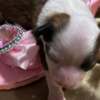 Chinese Crested Dog Chinese Crested Puppies - Reservations