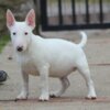 Bull Terrier (Miniature) Mini Bull Terrier puppies
