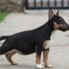 Bull Terrier (Miniature) Mini Bull Terrier puppies