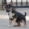 Bull Terrier (Miniature) Mini Bull Terrier puppies