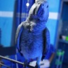 African Grey Parrot African grey parrots for adoption