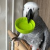 African Grey Parrot African grey parrots for adoption