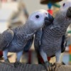 African Grey Parrot African grey parrots for adoption