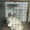 Ragdoll ragdoll kittens for sale