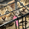 Bengal Super Playful Funny Bengals