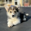 Welsh Corgi, Pembroke Welsh Corgi Pembroke puppies