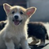 Welsh Corgi, Pembroke Welsh Corgi Pembroke puppies