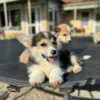 Welsh Corgi, Pembroke Welsh Corgi Pembroke puppies