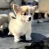 Welsh Corgi, Pembroke Welsh Corgi Pembroke puppies