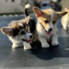 Welsh Corgi, Pembroke Welsh Corgi Pembroke puppies