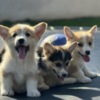 Welsh Corgi, Pembroke Welsh Corgi Pembroke puppies