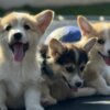 Welsh Corgi, Pembroke Welsh Corgi Pembroke puppies