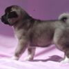 American Akita Cute And Adorable American Akita Puppies For Rehoming