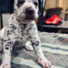 Dalmatian Purebred Dalmatian Puppies
