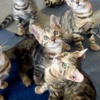 Bengal Bengal Kittens for sale