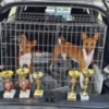 Basenji Basenji puppies