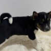 Basenji Basenji puppies
