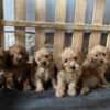 Poodle Toy Poodle puppies