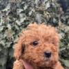 Poodle Toy Poodle puppies