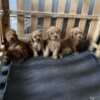 Poodle Toy Poodle puppies