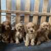 Poodle Toy Poodle puppies