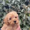 Poodle Toy Poodle puppies