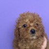 Poodle Toy Poodle puppies